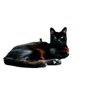A Relaxed Black Cat Lounging On A Bustling İStanbul Street, Capturing The City'S Charm. 18552 - Cat PNG image with transparent background